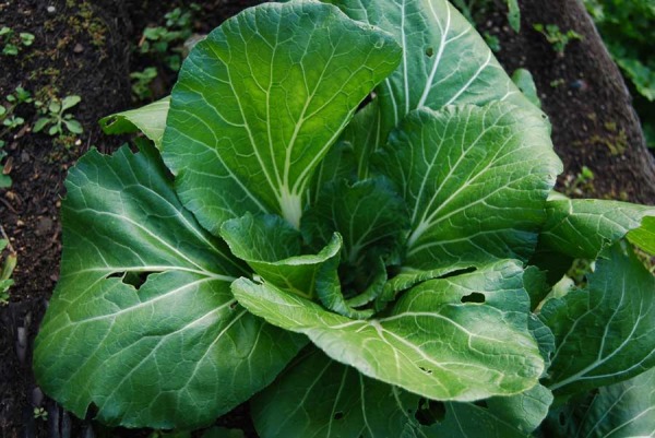 chinese-cabbage-6_g5a